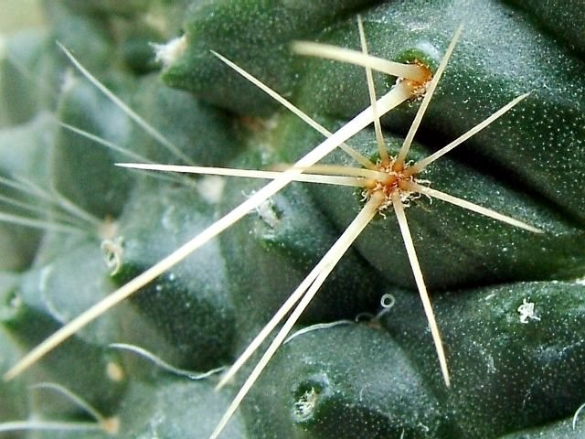 Mammillaria _spinosissima_ cv.'Un Pico' 09a